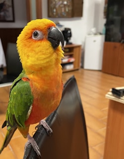 A joyful owner bonding with their exotic bird in a cozy home setting.