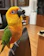A cheerful parrot perched comfortably on a natural pine wood stand inside a cozy living room.