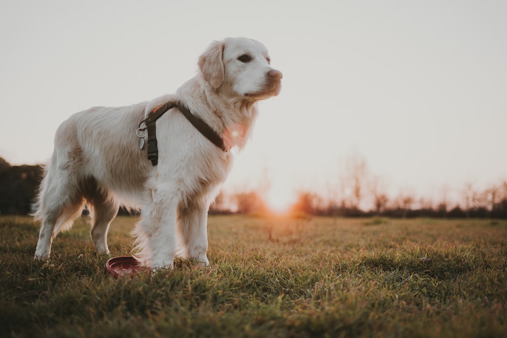 a white dog standing on top of a lush green field