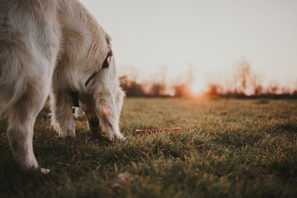 a dog sniffing a frisbee in a grassy field