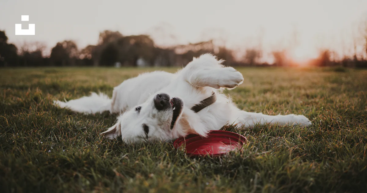 Foto Un perro rodando en la hierba con un frisbee – Imagen Francia ...