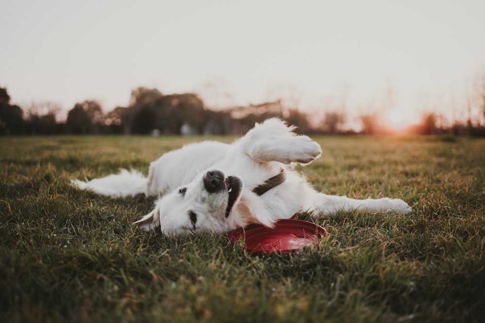 a dog rolling around in the grass with a frisbee