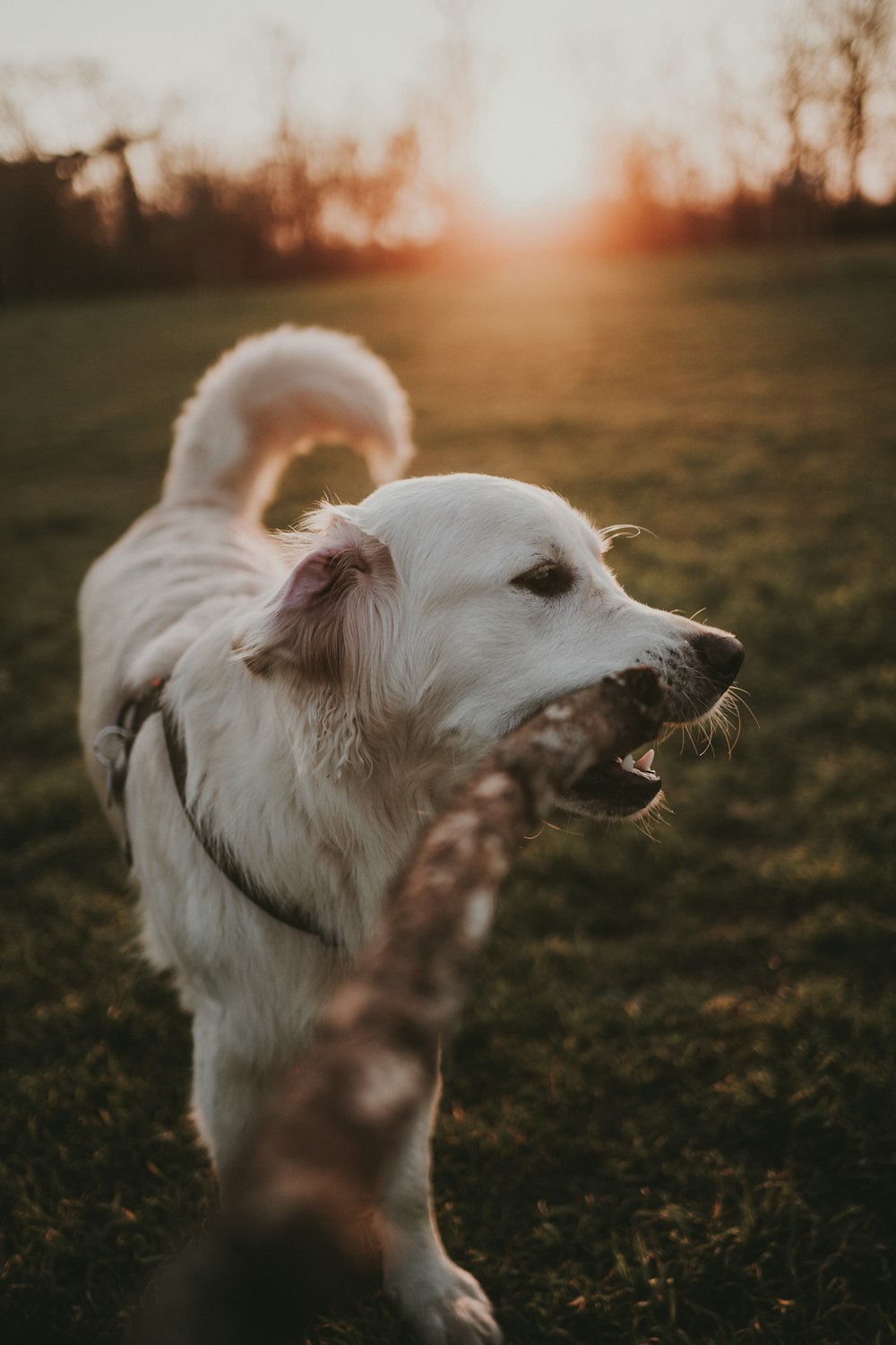 Un perro blanco parado en la cima de un exuberante campo verde