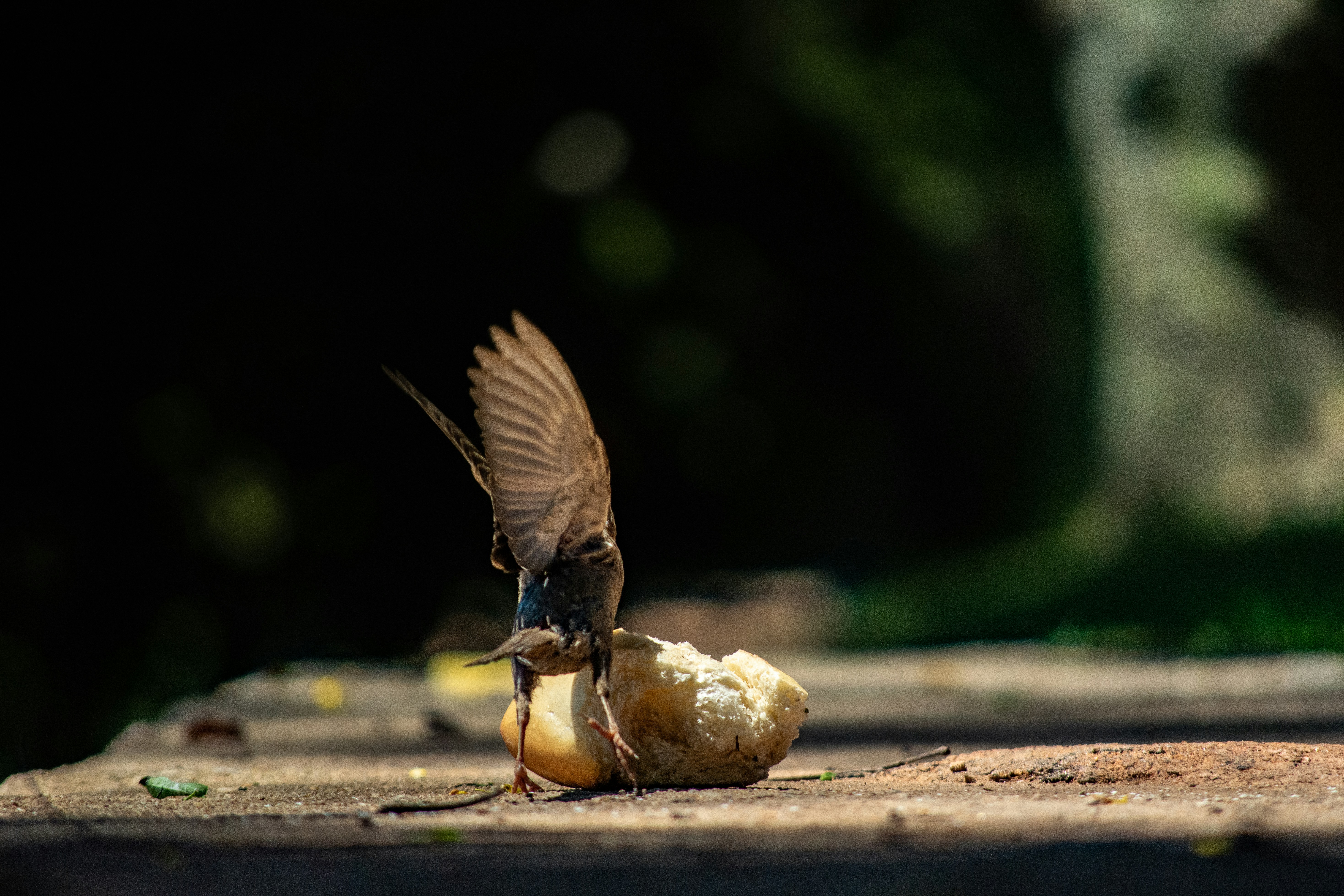 Photo by luizduardin