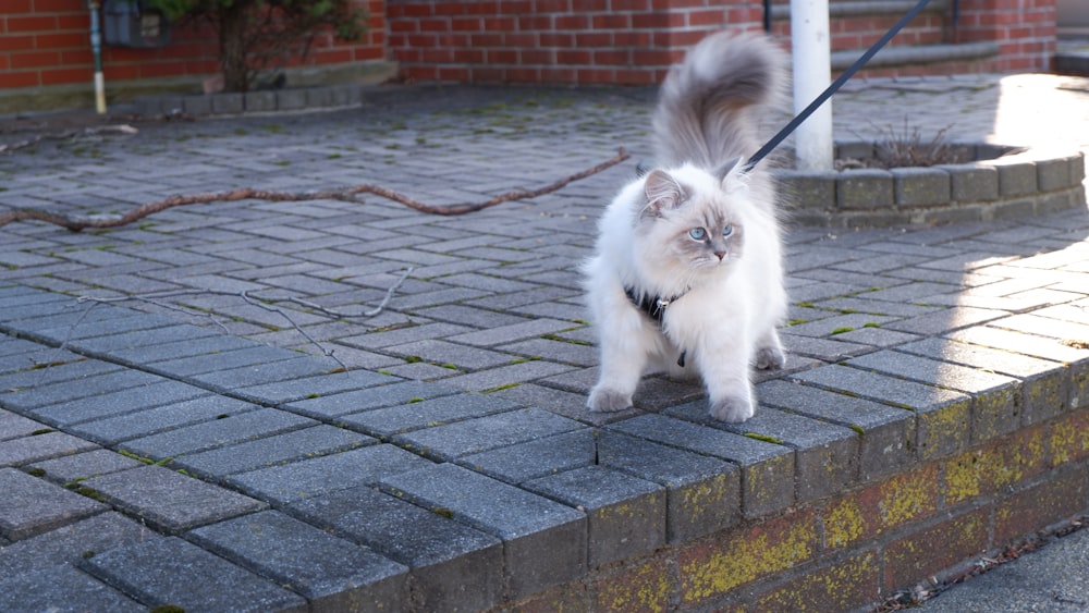 a cat walking on a leash down a sidewalk