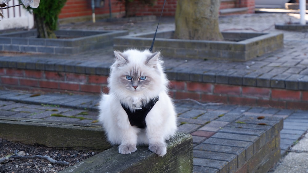 a white cat with blue eyes sitting on steps