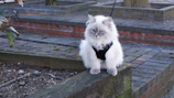 A fluffy white cat perched elegantly on a clean white windowsill with a stylish leather harness.
