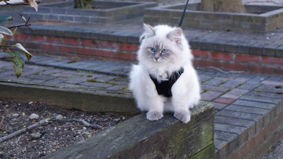 A fluffy white cat perched elegantly on a clean white windowsill with a stylish leather harness.