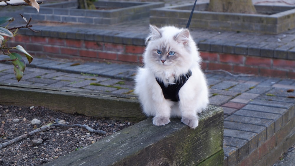 a white cat with blue eyes sitting on a wooden post