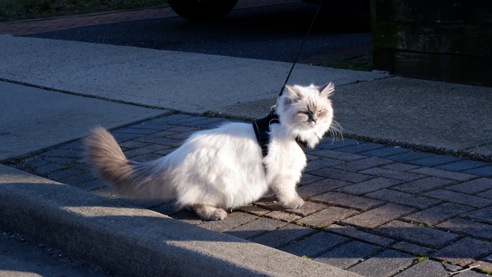 a white cat with a black leash walking down a sidewalk