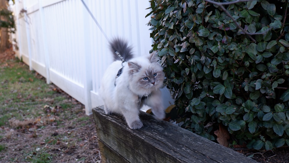 a white cat with a black tail climbing on a fence