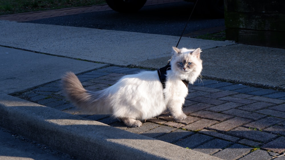 a white cat with a black leash walking down a sidewalk