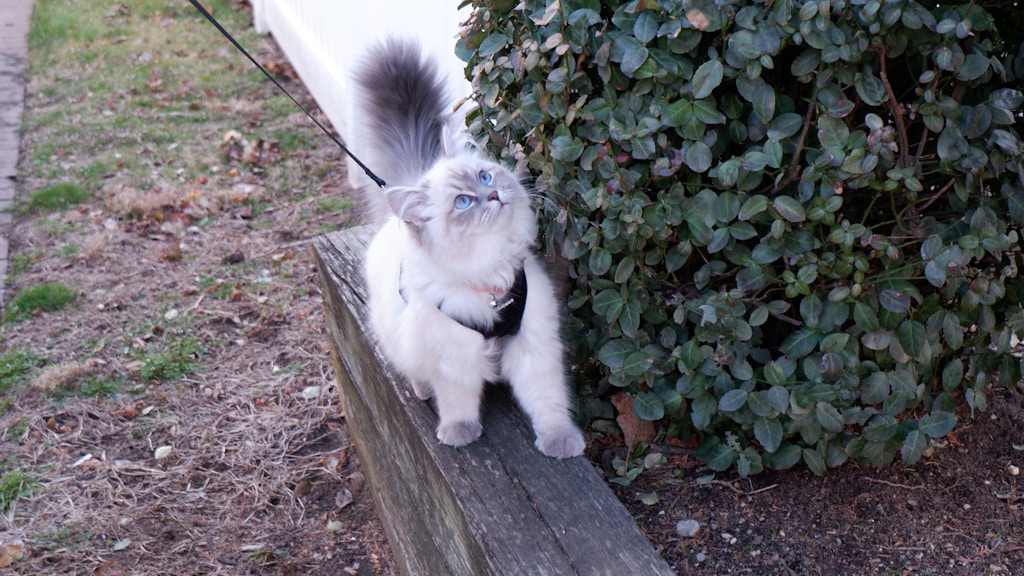 Imbracatura Gatto