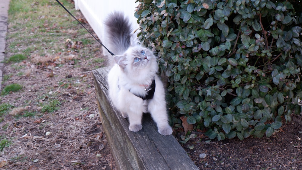 a white cat standing on a wooden bench next to a bush