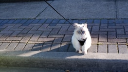 A fluffy cat with blue eyes is wearing a harness and leash, sitting on a sidewalk next to a curb. The ground is made of brick pavers, and the scene is lit by sunlight, casting shadows around the cat.