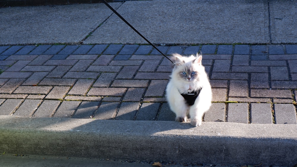 a white cat walking down a sidewalk with a leash