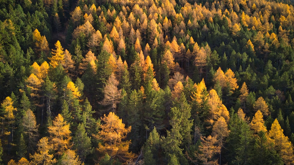 a forest filled with lots of tall trees