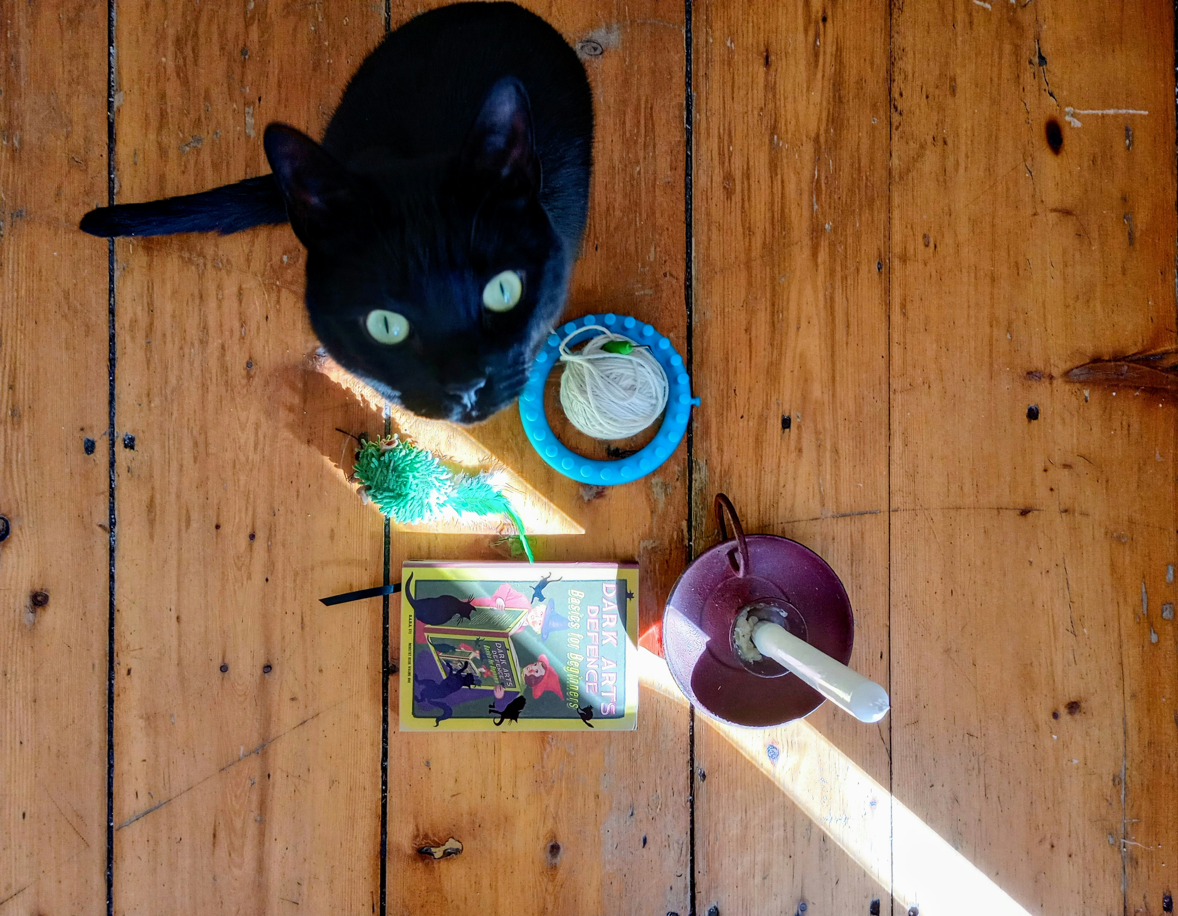 A black cat sitting on top of a wooden floor photo – Free Wood Image on ...