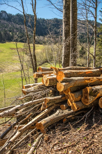 A pile of freshly cut logs is situated on a forested hillside, with a background of distant green fields and a forested mountain range. The trees are bare, suggesting it might be early spring or late fall.