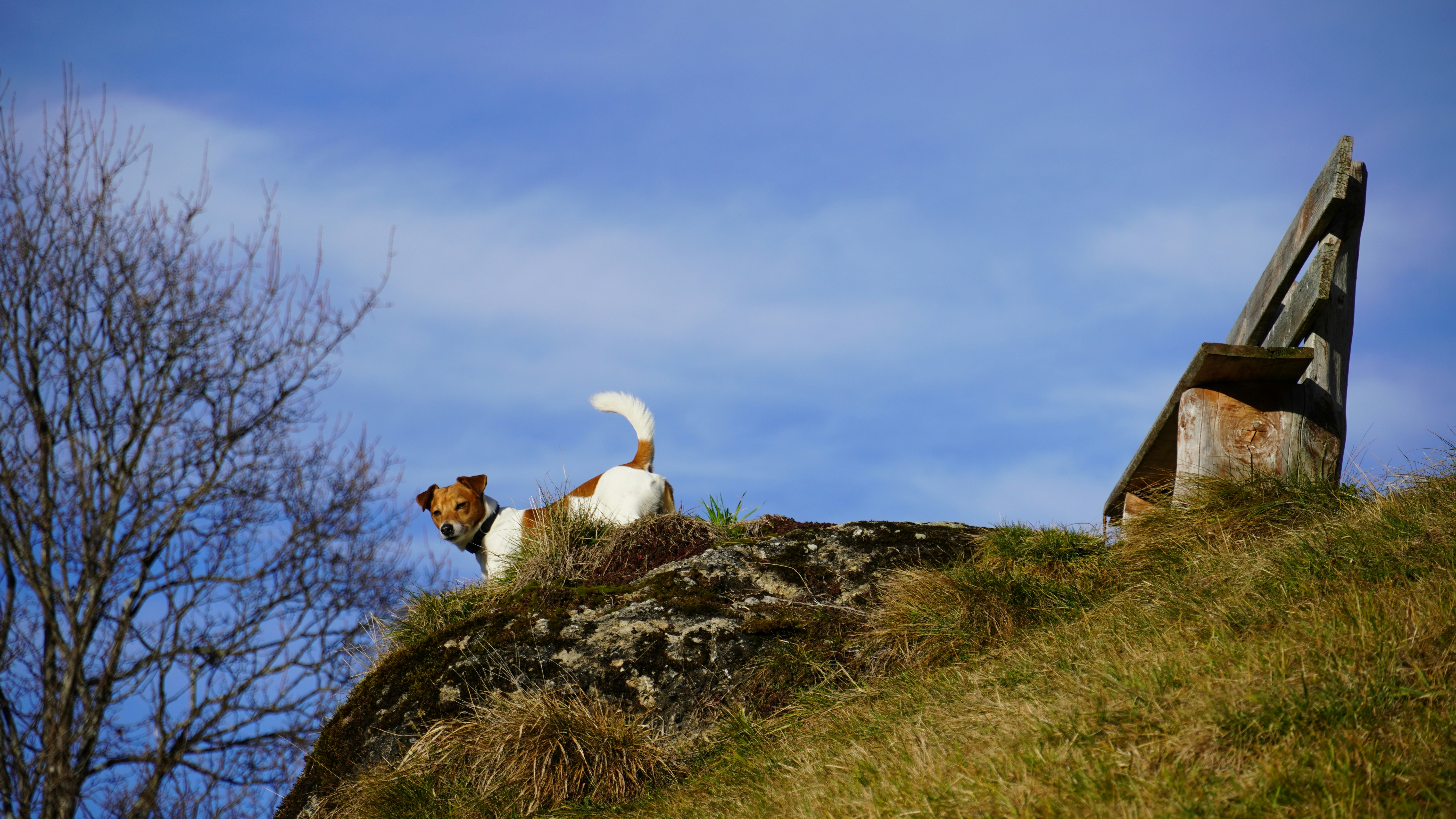 a brown and white dog standing on top of a grass covered hillside