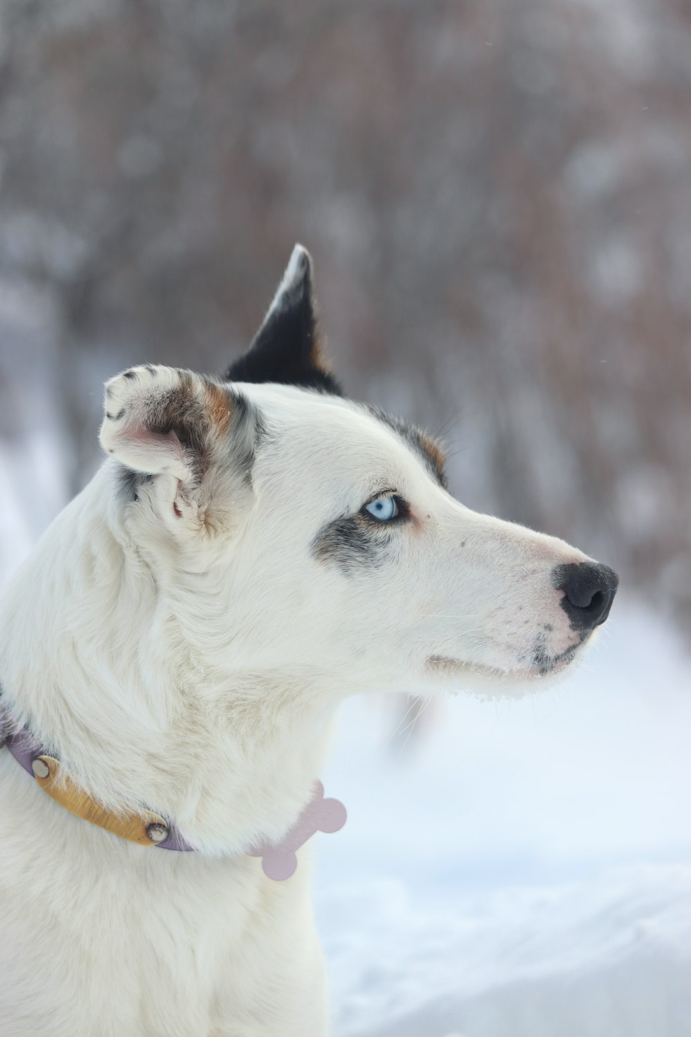Foto Un perro blanco y negro con ojos azules en la nieve – Imagen Wyoming  gratis en Unsplash