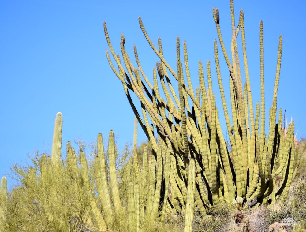 a large cactus with a sky in the background