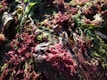A close-up of seaweed and various marine plants in shades of green and deep red. The textures of the seaweed appear moist and glossy, reflecting natural sunlight.