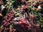 A close-up of seaweed and various marine plants in shades of green and deep red. The textures of the seaweed appear moist and glossy, reflecting natural sunlight.
