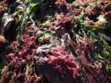 A close-up of various seaweed products.