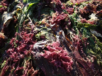 Close-up of vibrant, fresh raw sea moss strands drying naturally in sunlight