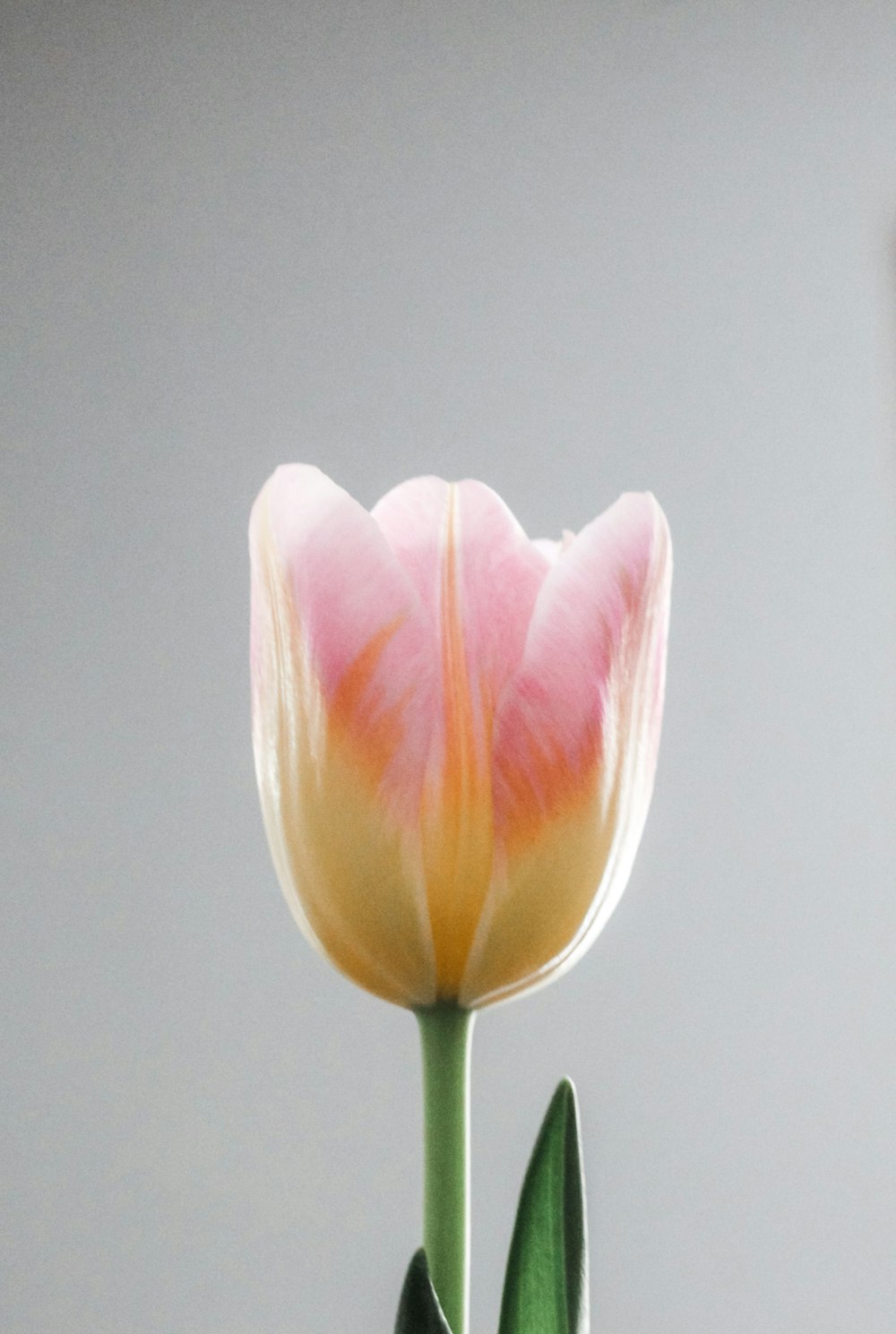 a single pink and yellow tulip in a vase