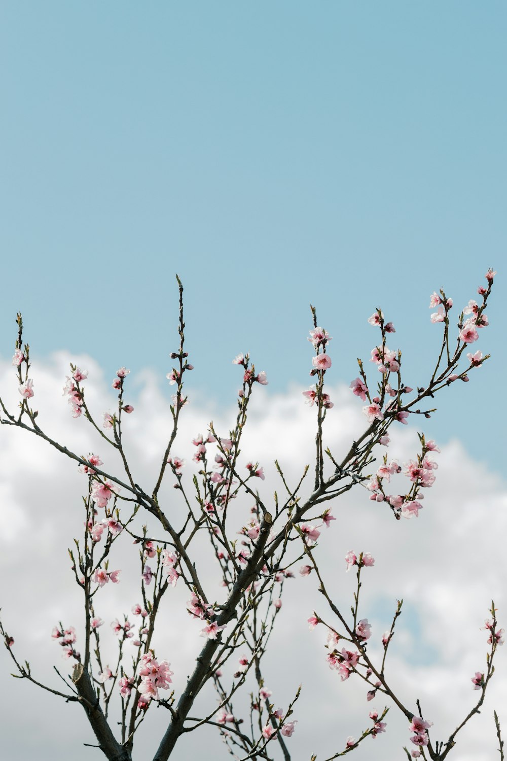 a tree with pink flowers in front of a blue sky