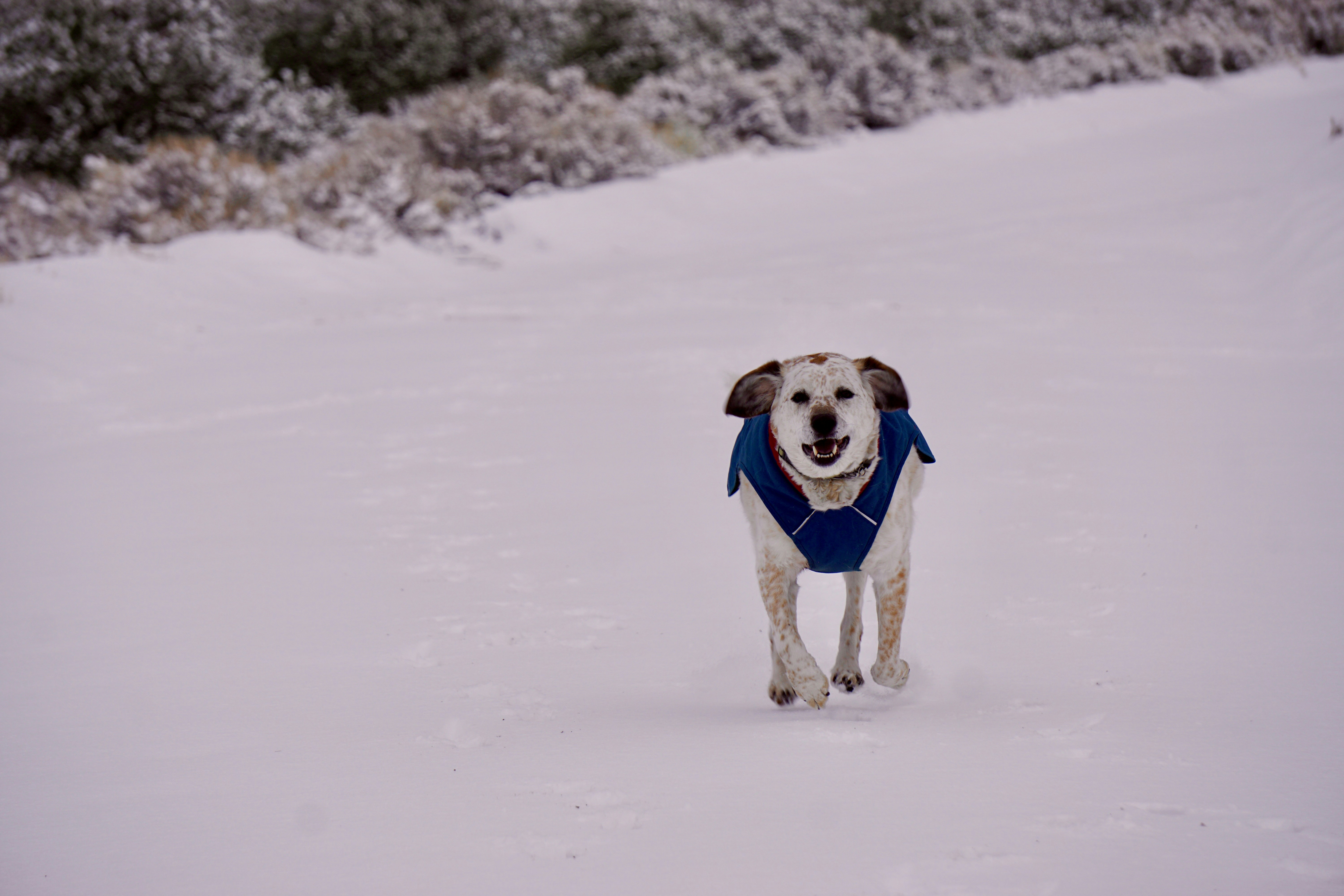 dog wearing an insulated parka in the snow - dog winter coats