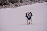 A playful puppy in a hand-stitched blue jacket running happily in a sunny garden.