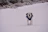 A joyful dog running outdoors wearing a stylish, comfortable jacket.