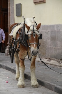 A brown horse with a white mane is standing on a cobblestone street. It is wearing ornate harness gear, including a bridle with decorative metal elements. The setting includes a stone wall and an old wooden door in the background.