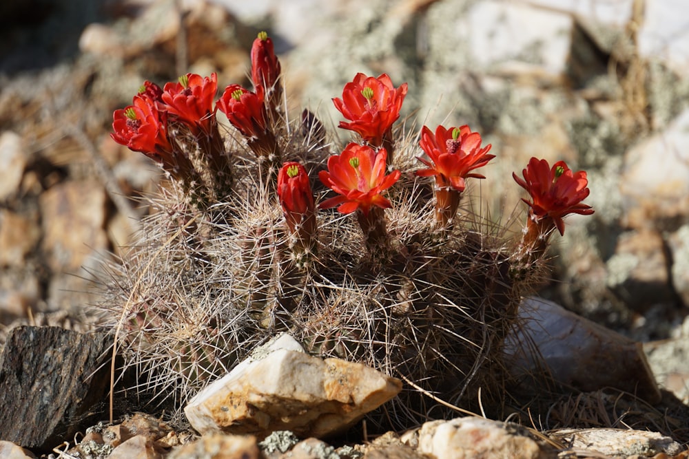 a small cactus with red flowers in a rocky area