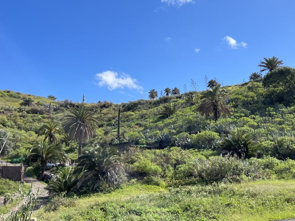 a lush green hillside covered in lots of trees