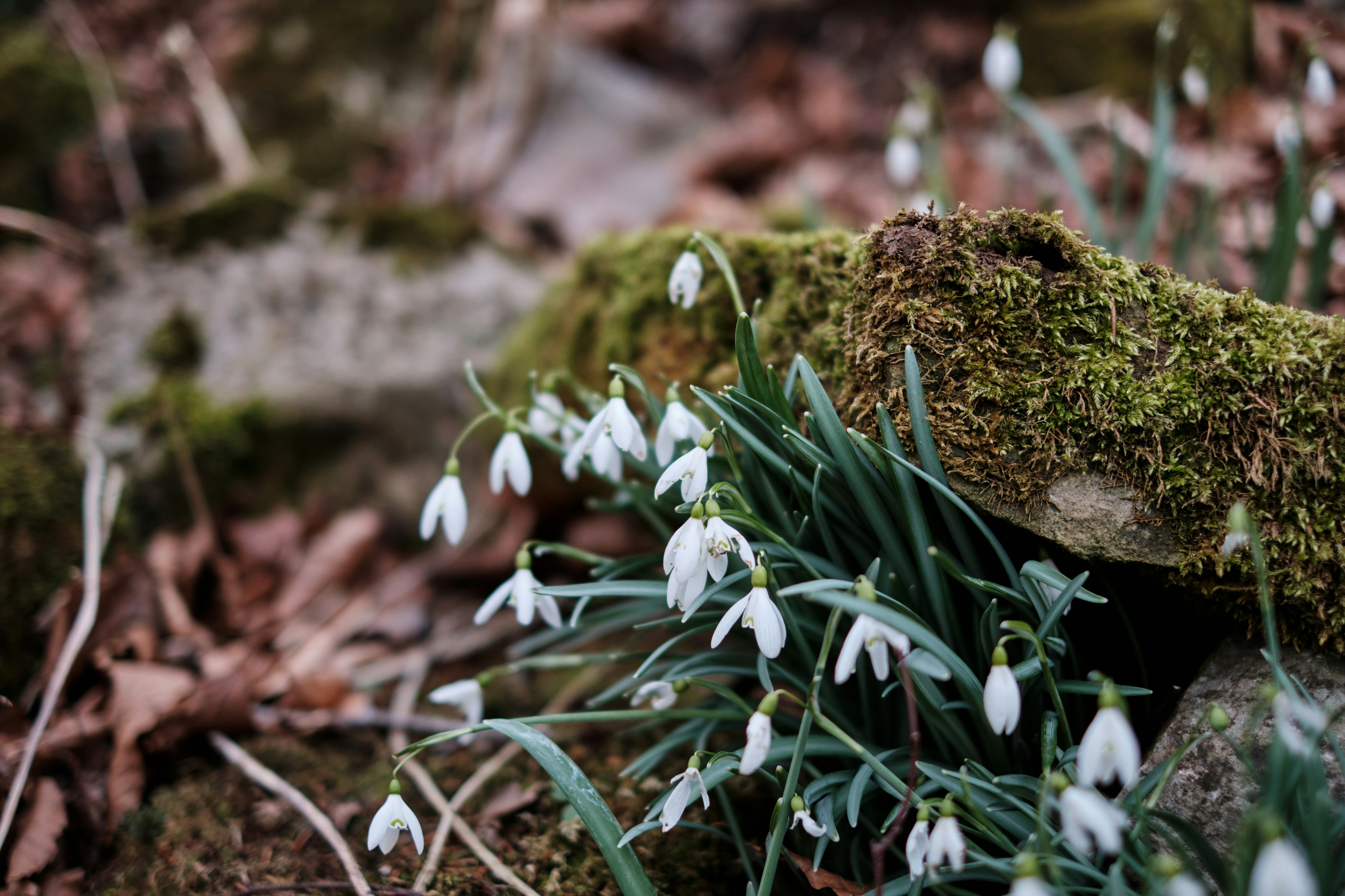 Photo by frostroomhead