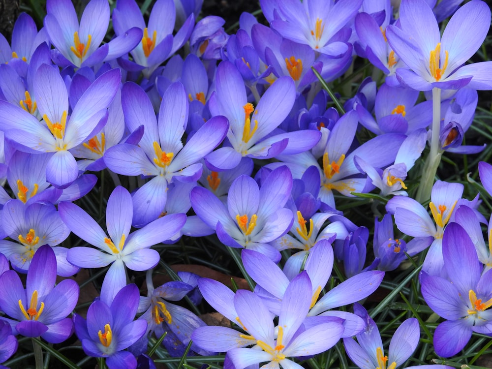 a bunch of purple flowers that are in the grass