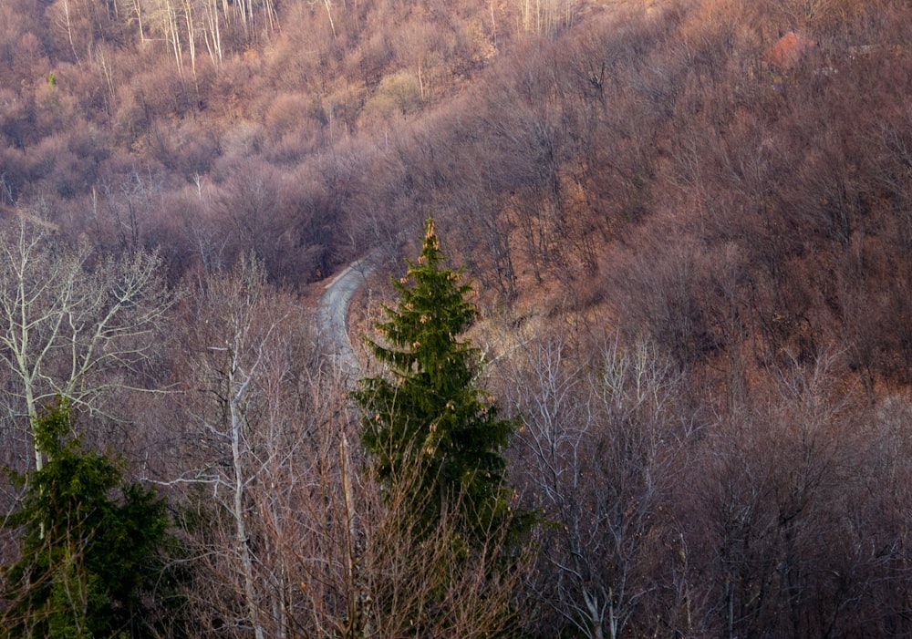 a road in the middle of a wooded area