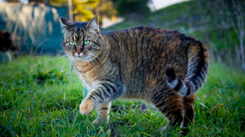 a cat walking across a lush green field