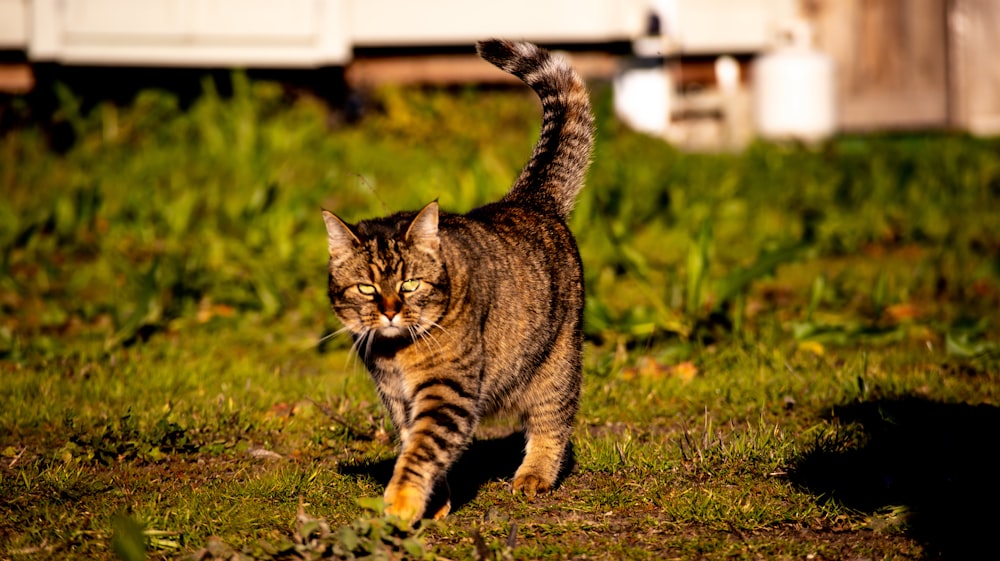 a cat walking across a grass covered field