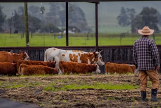 A farmer inspecting cattle closely for signs of illness in the field.