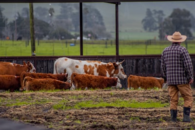 A farmer inspecting cattle closely for signs of illness in the field.