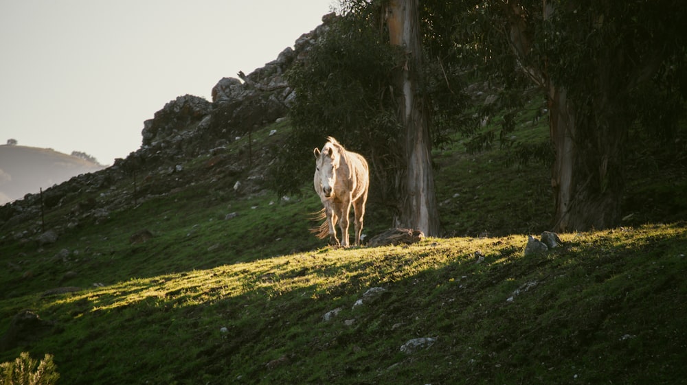 a white horse standing on top of a lush green hillside