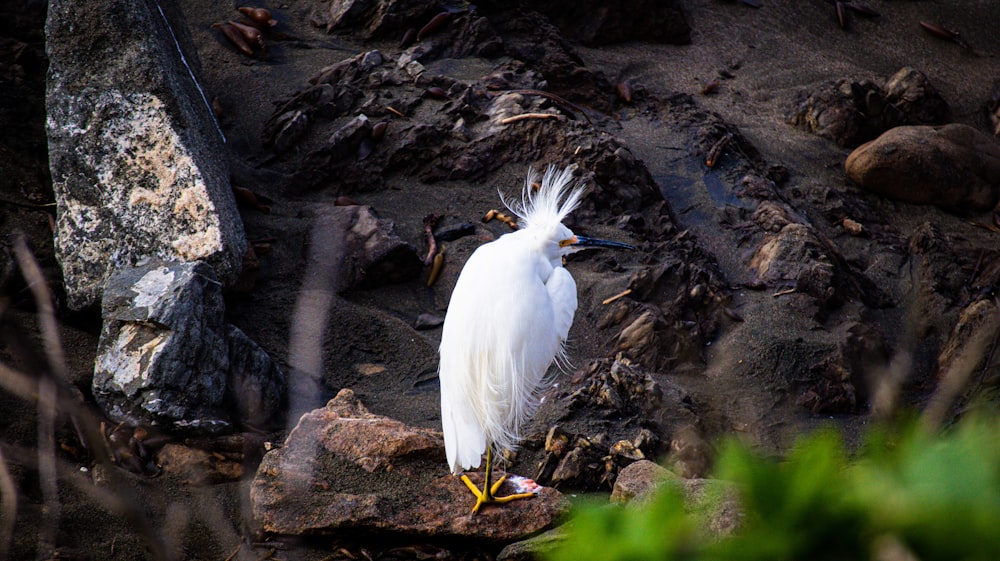a white bird standing on top of a pile of rocks