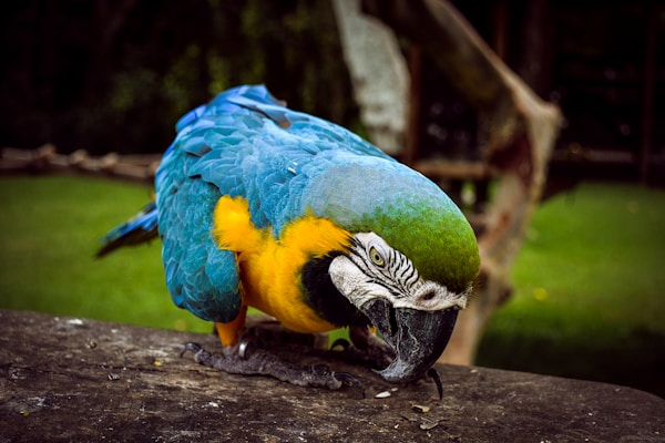 a blue and yellow parrot sitting on top of a tree branch