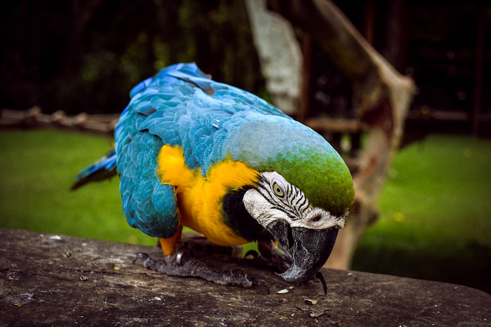 a blue and yellow parrot sitting on top of a tree branch