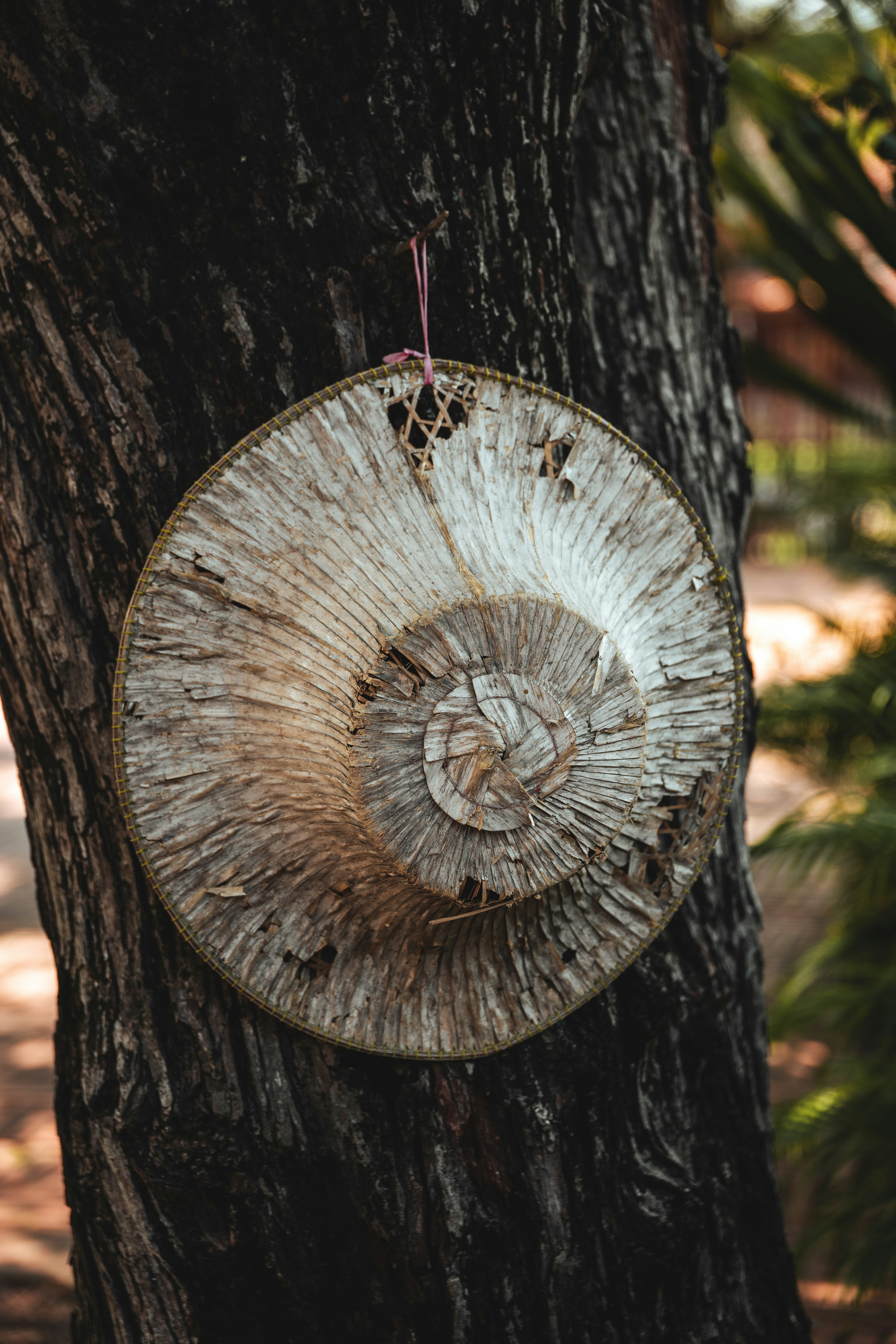 a piece of wood hanging from the side of a tree